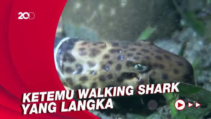 My Trip My Adventure: Sensasi Menyelam Malam Hari di Pantai Falajawa Ternate