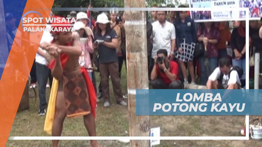Maneweng, Lomba Potong Kayu Suku Dayak di Palangkaraya Kalimantan Tengah