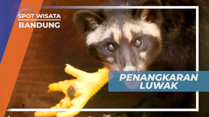 Mengujungi Pusat Penangkaran Luwak di Perkebunan Kopi, Bandung