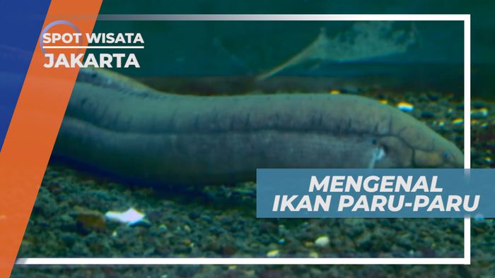 Mengenal Ikan Unik Berparu-paru, Jakarta