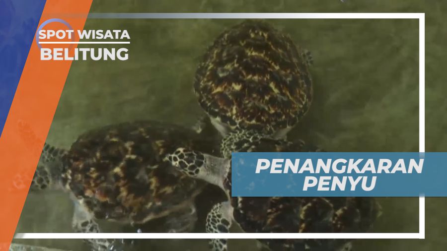 Mengunjungi Pusat Penangkaran Penyu Di Pulau Kepayang, Belitung