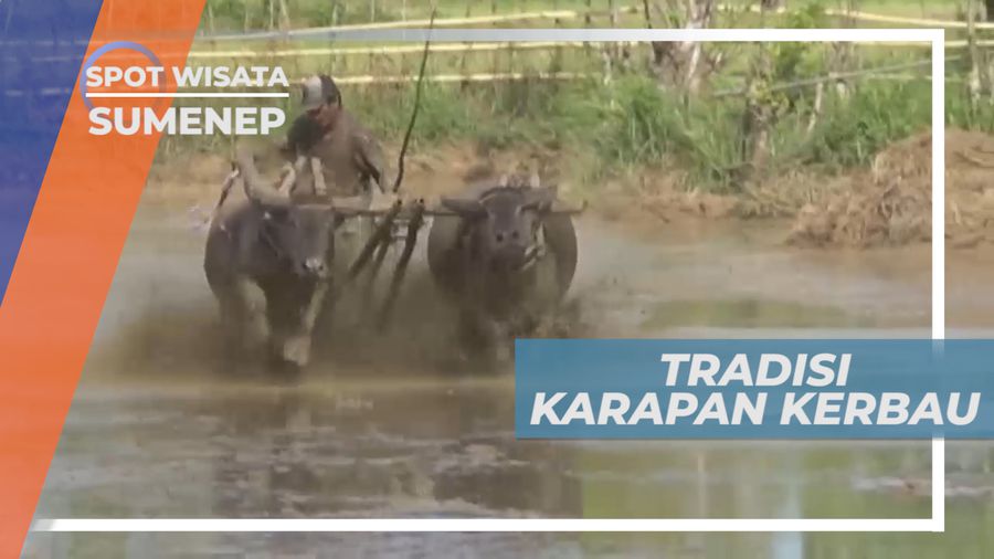 Serunya Tradisi Kerapan Kerbau di Sawah Penuh Lumpur, Sumenep