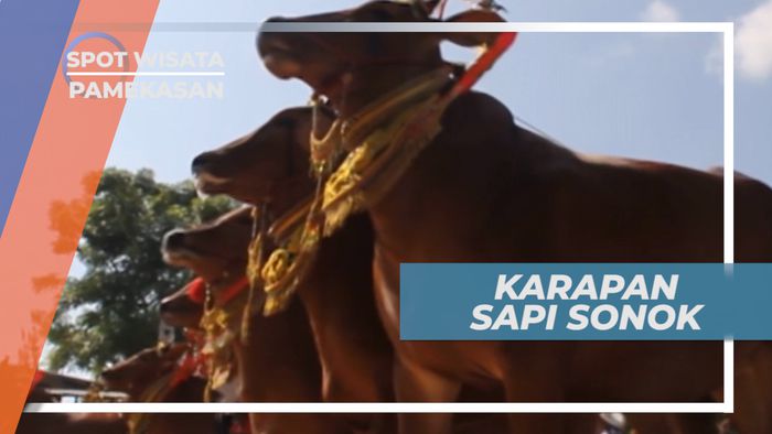 Unik dan Menarik Budaya Karapan Sapi dan Sapi Sonok, Pamekasan