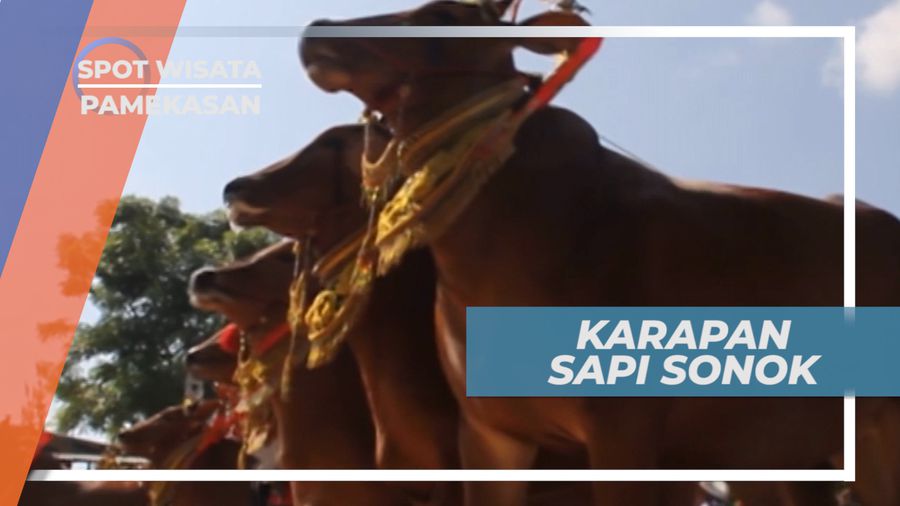 Unik dan Menarik Budaya Karapan Sapi dan Sapi Sonok, Pamekasan