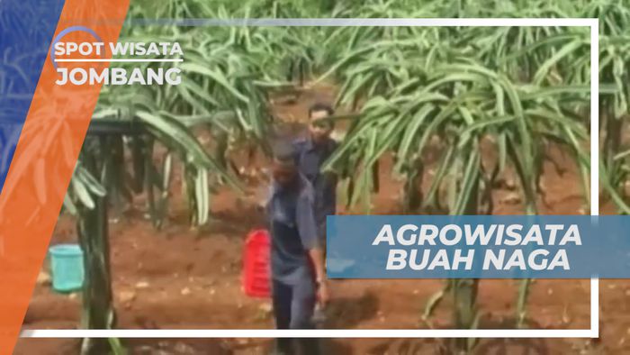Surga Buah Naga di Kaki Gunung Anjasmoro, Jombang
