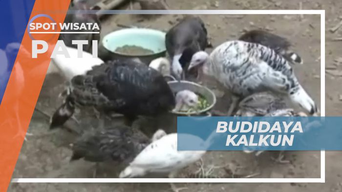 Budidaya Kalkun, Ternak Unggas dengan Pendapatan Jutaan Rupiah, pati