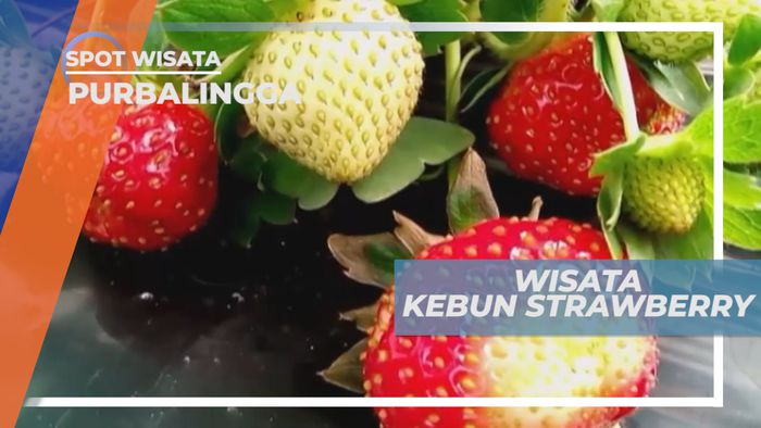 Serunya Mengisi Liburan Dengan Memetik Buah Strawberry di Kaki Gunung Selamet, Purbalingga