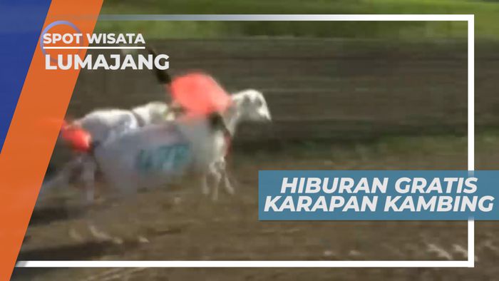 Karapan Kambing, Serunya Adu Balab Kambing Ajang Silaturahmi Para Peternak, Lumajang