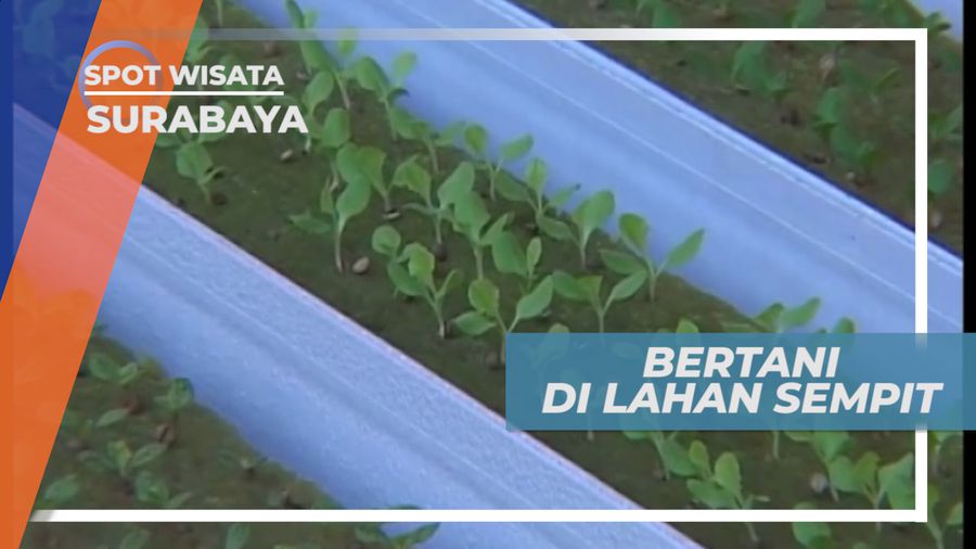 Hidroponik Farm, Metode Bertani Memanfaatkan Lahan Sempit, Surabaya