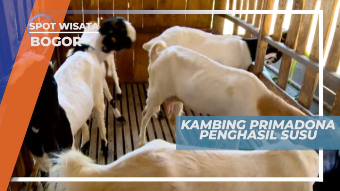 Kambing P E, Kambing Primadona Indonesia Penghasil Susu Berkualitas, Bogor