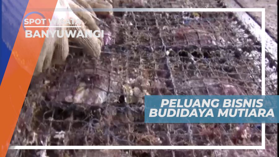 Mengunjungi Tempat Budidaya Kerang Mutiara di Taman Nasional Alas Purwo, Banyuwangi