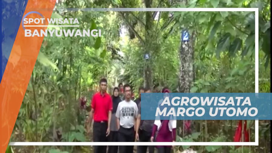 Sensasi Seru Wisata Sambil Belajar di Agrowisata Margo Utomo, Banyuwangi