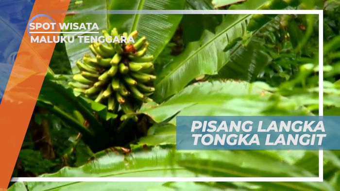 Tongka Langit, Pisang Unik yang Tumbuh Menjulang ke Langit, Maluku Tenggara