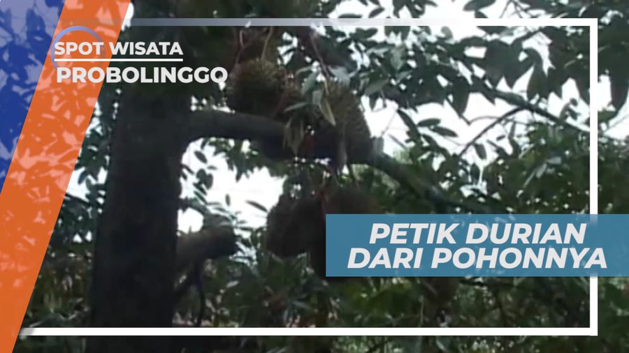 Kebun Durian Waturiti Probolinggo, Kelezatan Makan Durian Petik dari Pohonnya