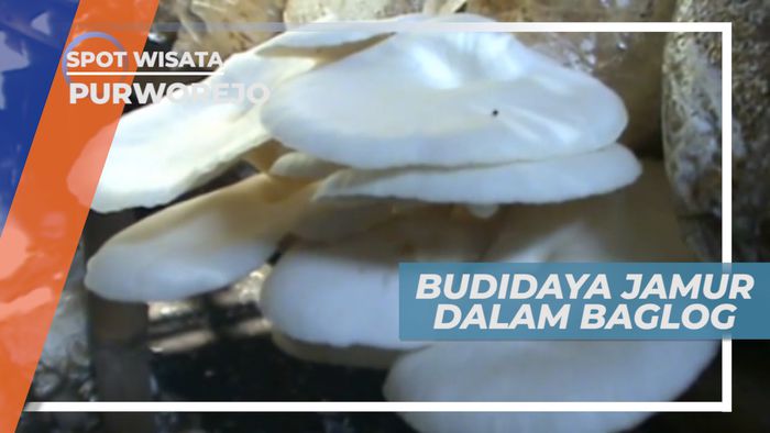 Budidaya Jamur, Cocok untuk Iklim Tropis dengan Media Tanam Baglog, Purworejo