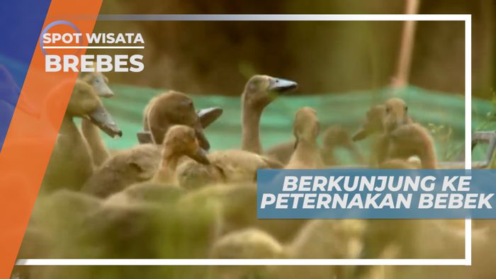 Mengujungi Peternakan Bebek di Jalur Pantura, Brebes