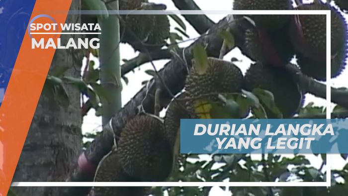 Manis, Legit dan Pahit Si Raja Buah yang Langka Dari Lereng Gunung Kelud, Malang