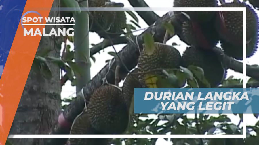 Manis, Legit dan Pahit Si Raja Buah yang Langka Dari Lereng Gunung Kelud, Malang