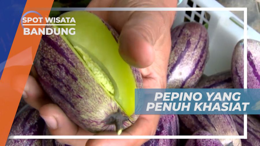Pepino, Buah Ajaib Asal Pegunungan Andes yang Kaya Khasiat, Bandung