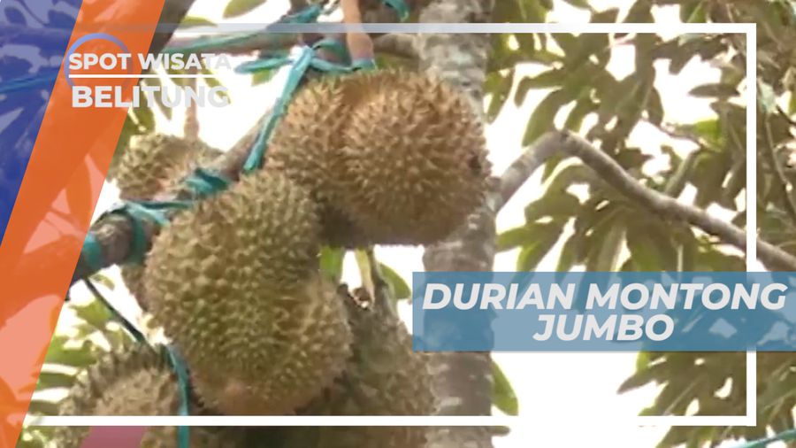 Manis Legit Si Raja Buah Dengan Ukuran Jumbo dan Daging yang Lembut, Belitung