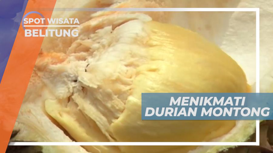 Menikmati Manis Legit Durian Montong Rase Belitong yang Super Lezat, Belitung
