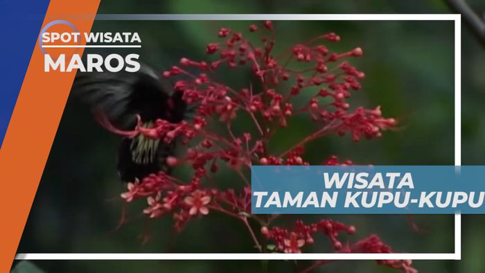 Belajar Sambil Berwisata, Berkunjung Ke Taman Kupu-kupu Maros
