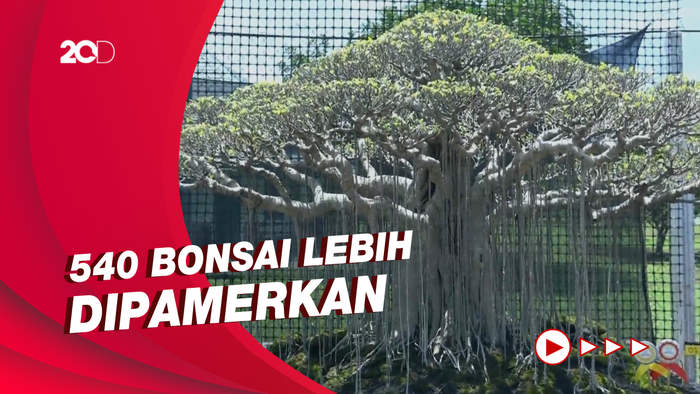 Pameran Bonsai Nasional, Harganya Ada yang Capai Rp 500 Juta