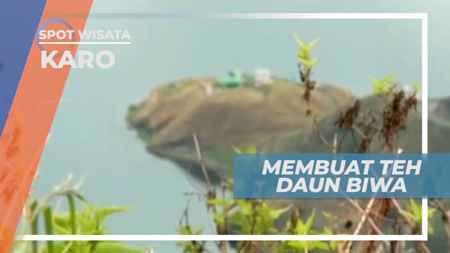Membuat Teh dari Daun Buah Biwa Asal Tiongkok, Karo