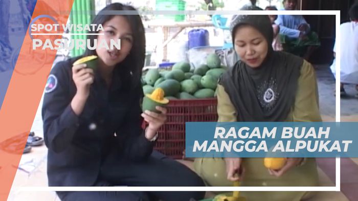 Manis Legit Buah Mangga Alpukat yang Memikat, Pasuruan
