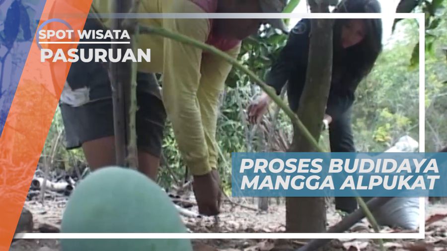 Melihat Proses Membudidayakan Buah Mangga Alpukat, Pasuruan