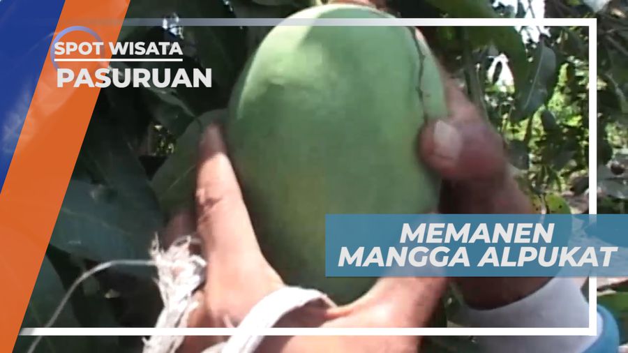 Serunya Memanen Buah Mangga Alpukat Langsung Dari Kebunnya, Pasuruan