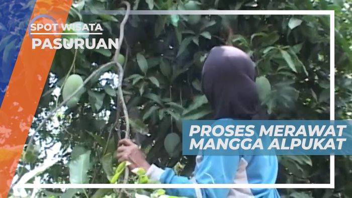 Cara Unik Merawat Buah Mangga Alpukat dari Serangan Lalat Buah, Pasuruan