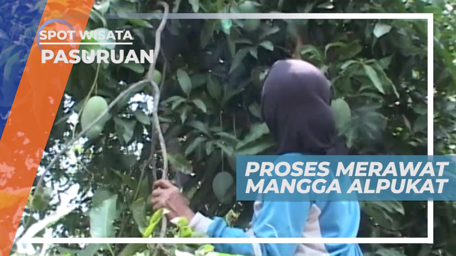 Cara Unik Merawat Buah Mangga Alpukat dari Serangan Lalat Buah, Pasuruan
