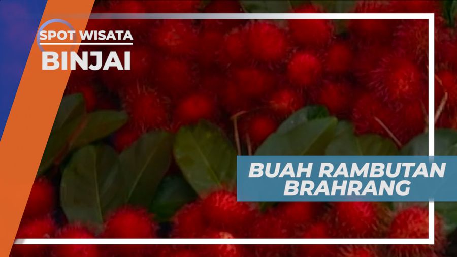 Merahnya Buah Rambutan Brahrang Binjai Sumatera Utara