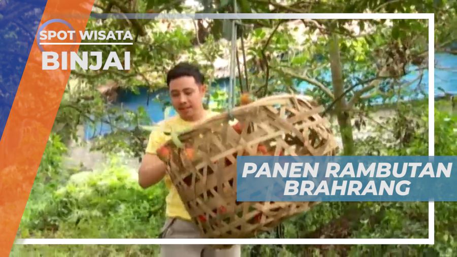Panen Rambutan Brahrang, Buah Berbulu yang Manis Legit, Binjai