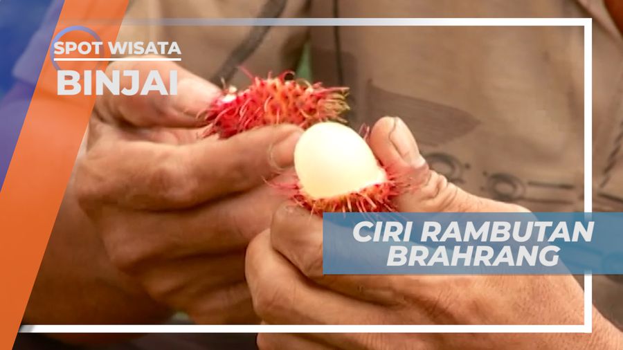 Rambutan Brahrang, Identik dengan Biji Kecil dan Daging Tebal, Binjai 