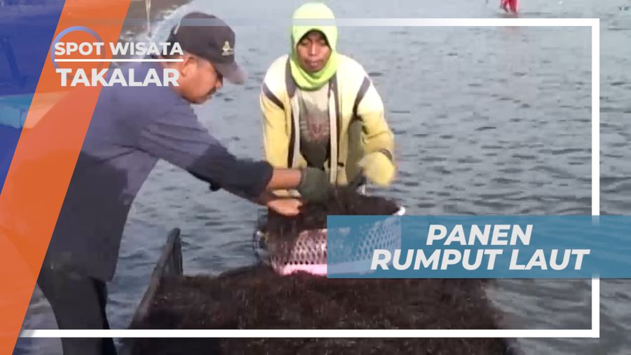 Budidaya Rumput Laut, Kegiatan Warga Desa Banji, Takalar