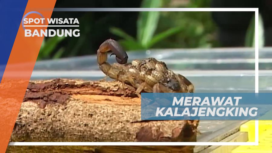 Komunitas Kalajengking Bandung,  Cara Merawat dan Memelihara Hewan Berbisa