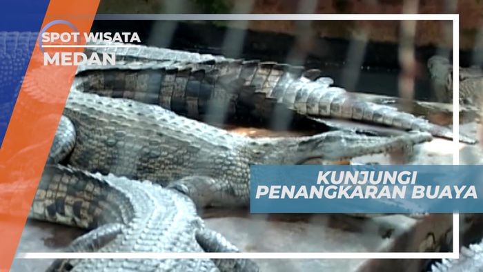 Asam Kumbang Medan, Salah Satu Penangkaran Buaya Terbesar di Dunia