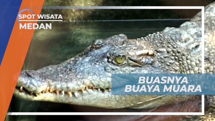 Buaya Muara, Si Gesit yang Memiliki Gigitan yang Sangat Kuat, Medan