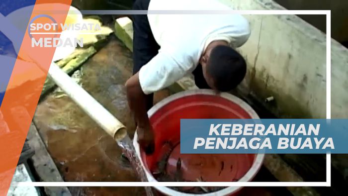 Mengenal Sang Penjaga, Sahabat Buaya yang Berani, Medan