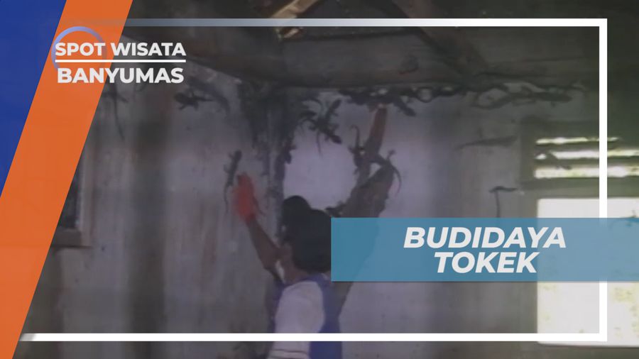 Budidaya Tokek, Kadal Raksasa yang Memiliki Nilai Jual Tinggi, Banyumas