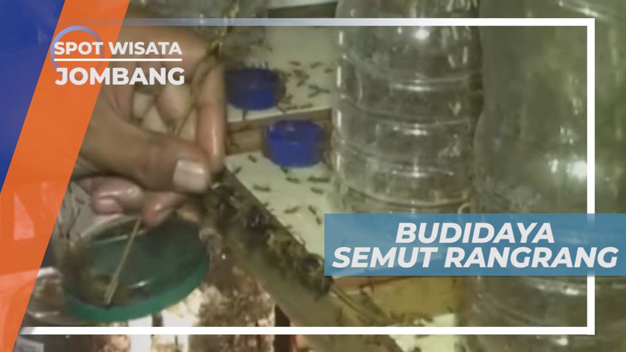 Budidaya Semut Rangrang, Hobi yang Menjadi Rupiah, Jombang