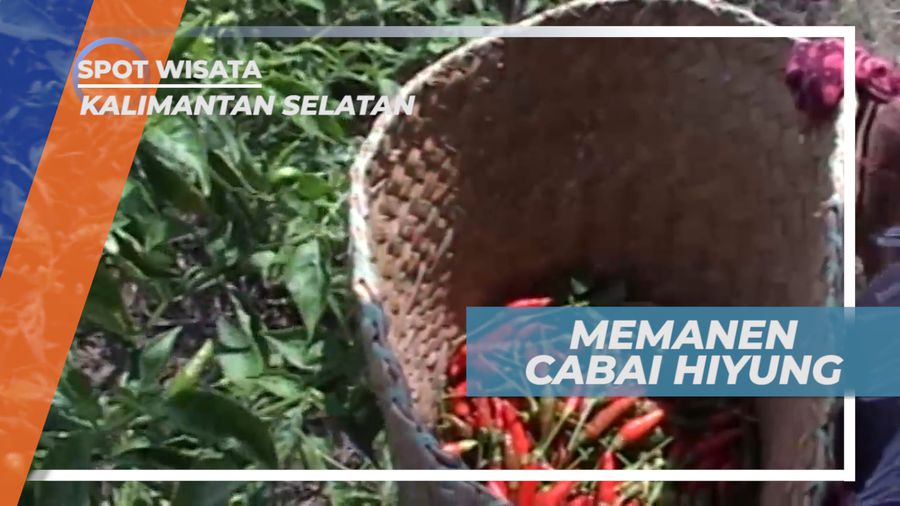 Cabai Hiyung, Jenis Terpedas yang Tahan Lama, Kalimantan Selatan