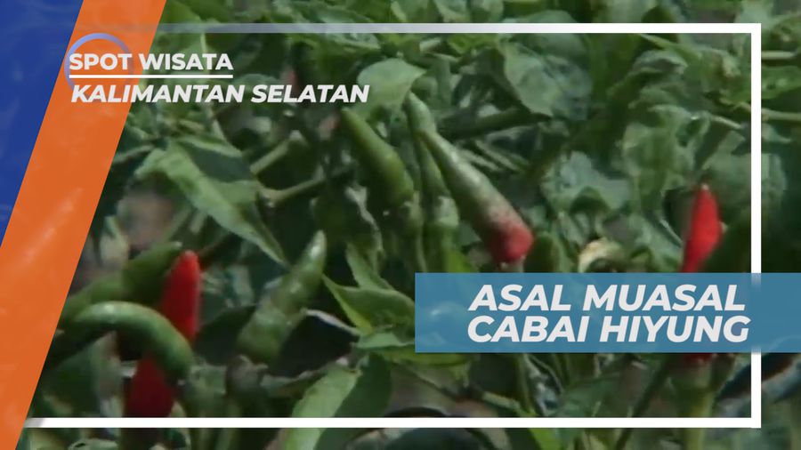 Cerita Awal Cabai Hiyung Tumbuh Subur di Kabupaten Tapin, Kalimantan Selatan