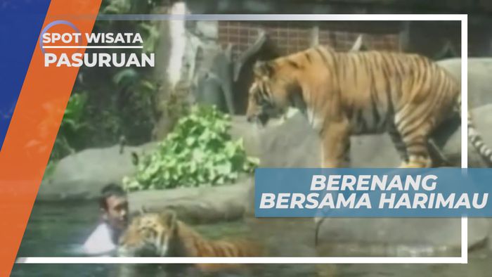 Berenang dan Bersenang-senang Bersama Harimau Benggala, Pasuruan