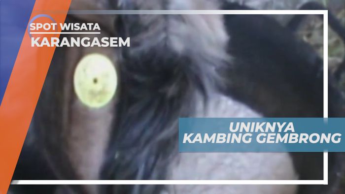 Gembrong, Jenis Kambing Persilangan Antara Kasmir dan Turki, Karangasem Bali