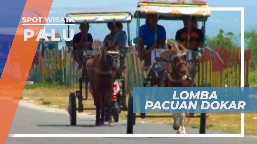 Lomba Pacuan Dokar, Kegiatan Seru Masyarakat Palu