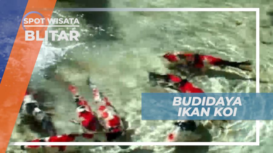 Budidaya Ikan Koi, Ikan Asal Jepang dengan Warna yang Memikat, Blitar