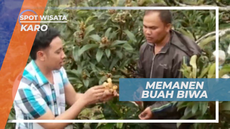 Perkebunan Biwa Karo Sumatera Utara, Terluas di Asia Tenggara